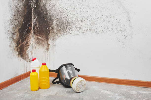Best Emergency Mold Removal  in Chetopa, KS