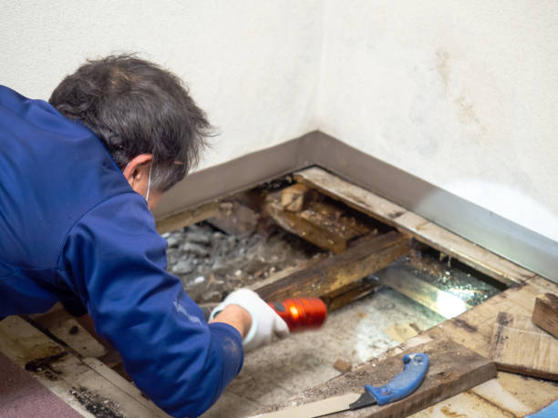 Best Best Mold Removal Companies  in Chetopa, KS