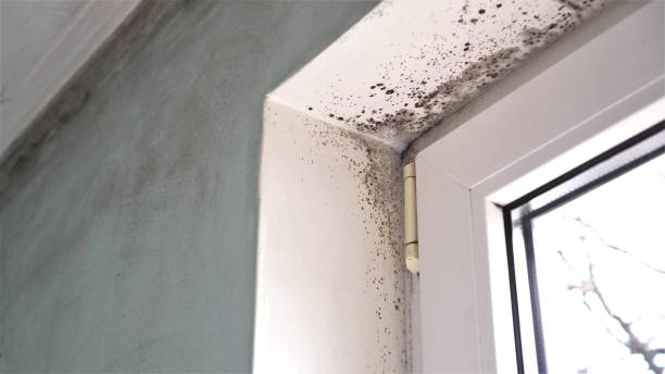 Best Fast Mold Removal  in Chetopa, KS