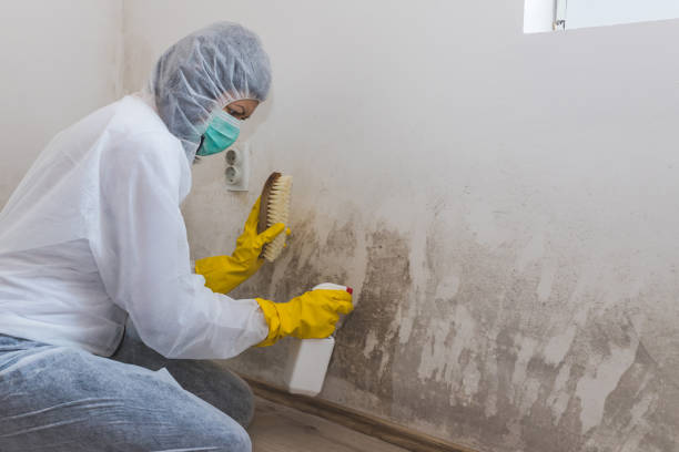 Best Local Mold Removal Service  in Chetopa, KS
