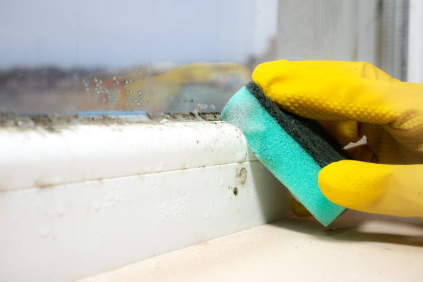 Trusted Chetopa, KS Mold Removal Experts