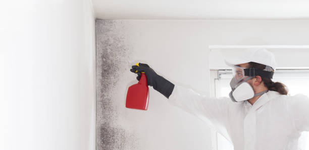 Best Professional Mold Removal  in Chetopa, KS