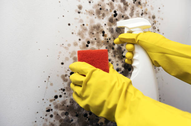 Best Attic Mold Removal  in Chetopa, KS