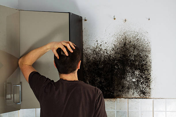 Best Certified Mold Removal  in Chetopa, KS